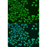 Immunofluorescence - Anti-TIP49A Antibody (A90479) - Antibodies.com