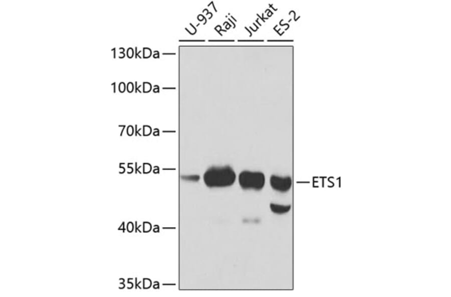 Western Blot - Anti-ETS1 Antibody (A13302) - Antibodies.com