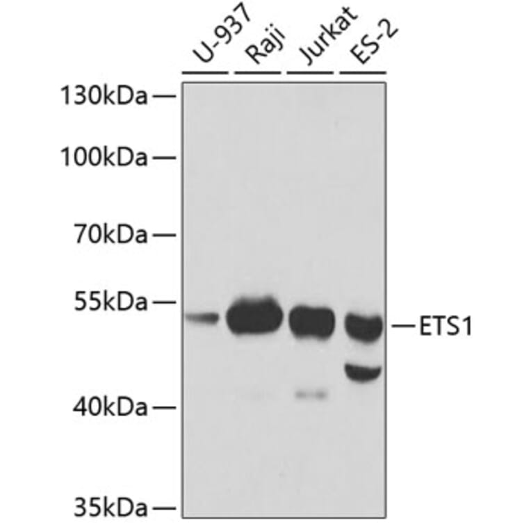 Western Blot - Anti-ETS1 Antibody (A13302) - Antibodies.com