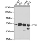 Western Blot - Anti-ETS1 Antibody (A13302) - Antibodies.com
