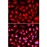 Immunofluorescence - Anti-ETS1 Antibody (A13302) - Antibodies.com