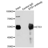 Immunoprecipitation - Anti-ETS1 Antibody (A13302) - Antibodies.com
