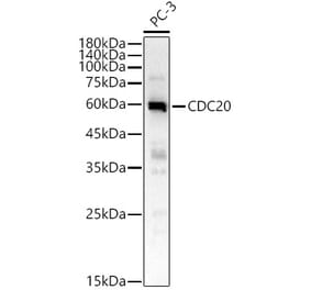Western Blot - Anti-Cdc20 Antibody (A90481) - Antibodies.com