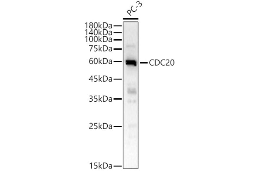 Western Blot - Anti-Cdc20 Antibody (A90481) - Antibodies.com