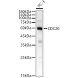 Western Blot - Anti-Cdc20 Antibody (A90481) - Antibodies.com