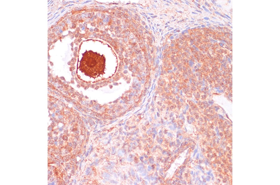 Immunohistochemistry - Anti-Cdc20 Antibody (A90481) - Antibodies.com