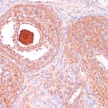Immunohistochemistry - Anti-Cdc20 Antibody (A90481) - Antibodies.com
