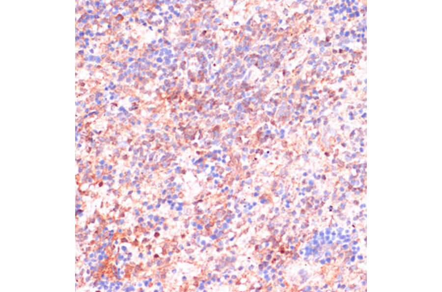 Immunohistochemistry - Anti-Cdc20 Antibody (A90481) - Antibodies.com