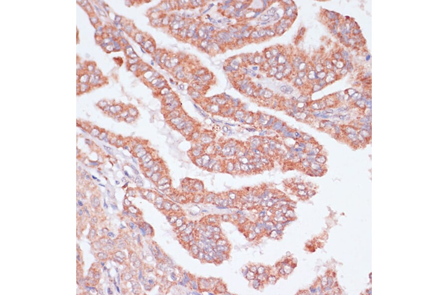 Immunohistochemistry - Anti-Cdc20 Antibody (A90481) - Antibodies.com