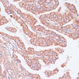 Immunohistochemistry - Anti-Cdc20 Antibody (A90481) - Antibodies.com