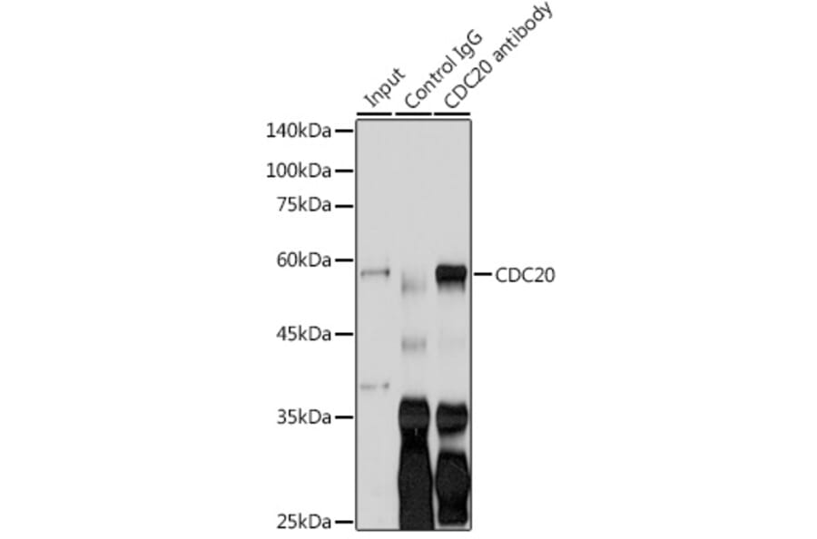 Western Blot - Anti-Cdc20 Antibody (A90481) - Antibodies.com