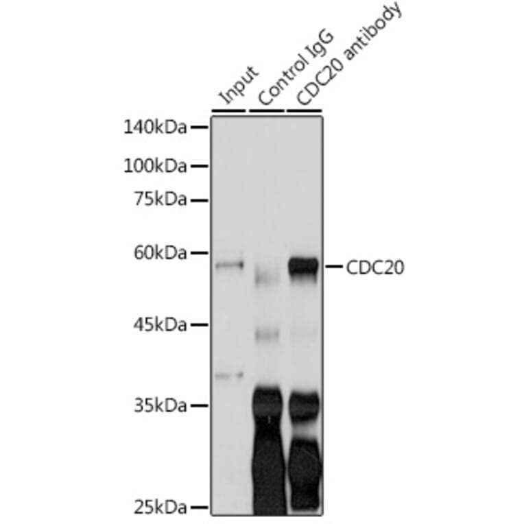 Western Blot - Anti-Cdc20 Antibody (A90481) - Antibodies.com
