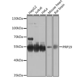 Western Blot - Anti-PRP19 Antibody (A90482) - Antibodies.com