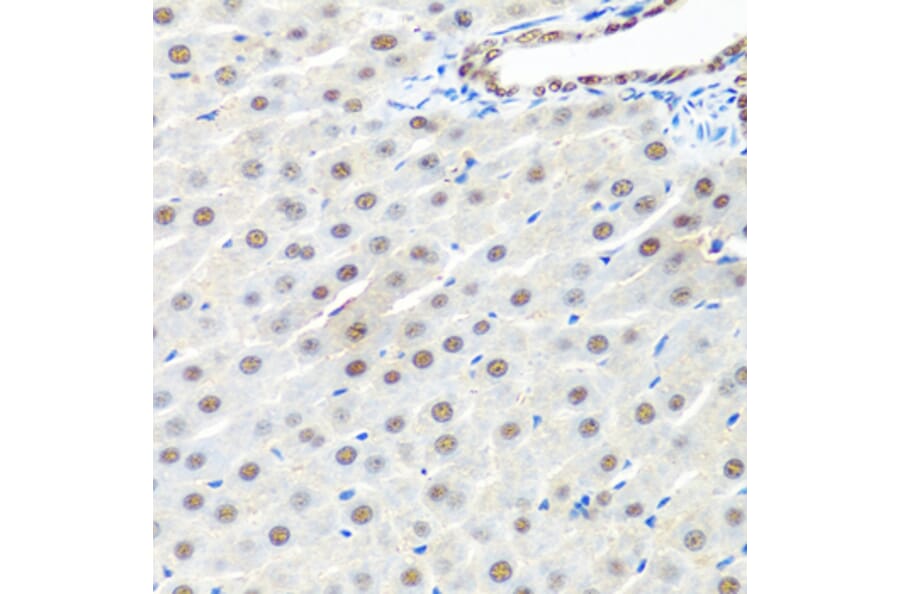 Immunohistochemistry - Anti-PRP19 Antibody (A90482) - Antibodies.com