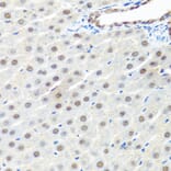 Immunohistochemistry - Anti-PRP19 Antibody (A90482) - Antibodies.com