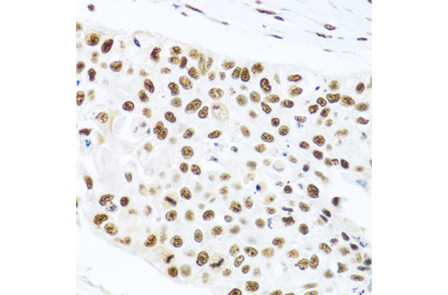 Immunohistochemistry - Anti-PRP19 Antibody (A90482) - Antibodies.com