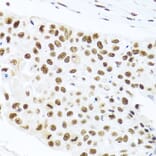 Immunohistochemistry - Anti-PRP19 Antibody (A90482) - Antibodies.com