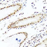 Immunohistochemistry - Anti-PRP19 Antibody (A90482) - Antibodies.com