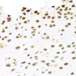 Immunohistochemistry - Anti-PRP19 Antibody (A90482) - Antibodies.com