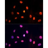 Immunofluorescence - Anti-PRP19 Antibody (A90482) - Antibodies.com