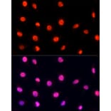 Immunofluorescence - Anti-PRP19 Antibody (A90482) - Antibodies.com
