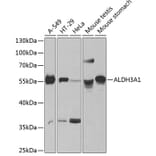 Western Blot - Anti-ALDH3A1 Antibody (A90484) - Antibodies.com