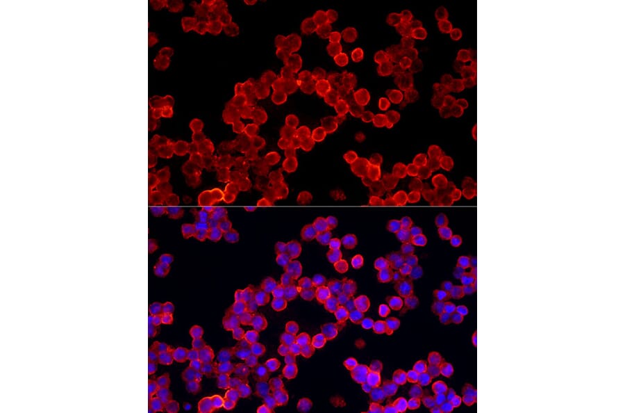 Immunofluorescence - Anti-ALDH3A1 Antibody (A90484) - Antibodies.com