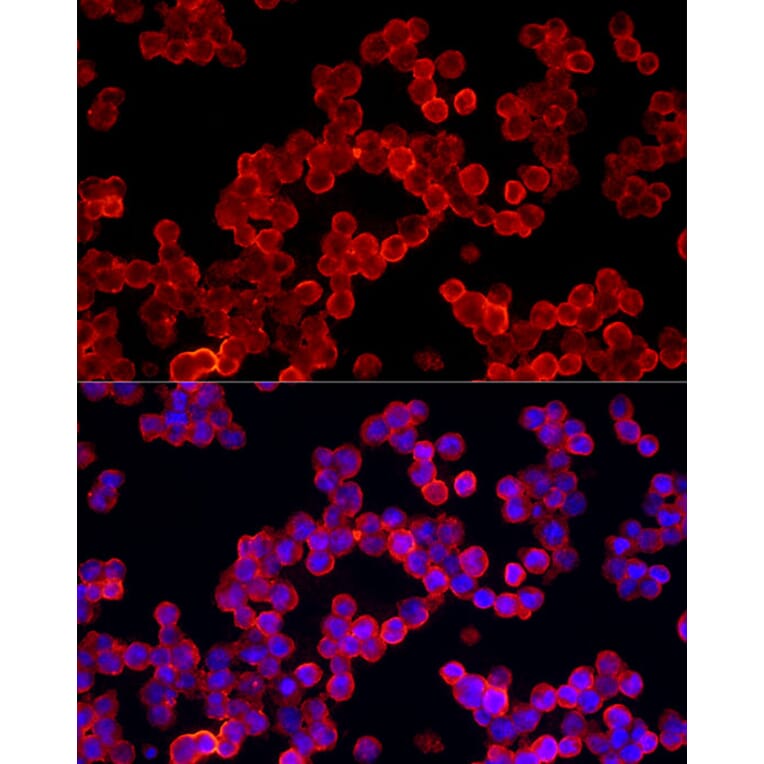 Immunofluorescence - Anti-ALDH3A1 Antibody (A90484) - Antibodies.com