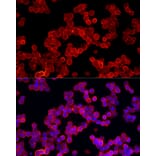 Immunofluorescence - Anti-ALDH3A1 Antibody (A90484) - Antibodies.com