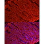 Immunofluorescence - Anti-ALDH3A1 Antibody (A90484) - Antibodies.com