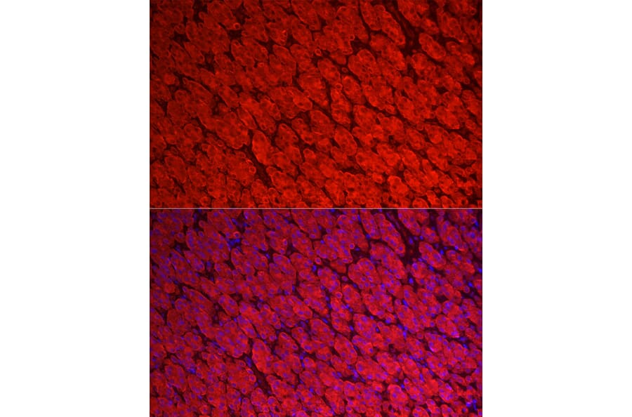 Immunofluorescence - Anti-ALDH3A1 Antibody (A90484) - Antibodies.com
