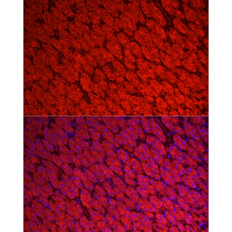 Immunofluorescence - Anti-ALDH3A1 Antibody (A90484) - Antibodies.com