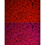 Immunofluorescence - Anti-ALDH3A1 Antibody (A90484) - Antibodies.com