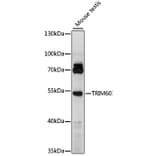 Western Blot - Anti-TRIM60 Antibody (A90487) - Antibodies.com