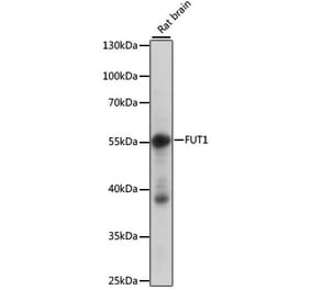 Western Blot - Anti-Galactoside 2-alpha-L-fucosyltransferase 1 Antibody (A90488) - Antibodies.com