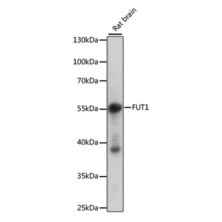 Western Blot - Anti-Galactoside 2-alpha-L-fucosyltransferase 1 Antibody (A90488) - Antibodies.com