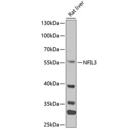 Western Blot - Anti-NFIL3 Antibody (A90489) - Antibodies.com