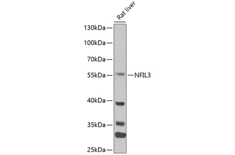 Western Blot - Anti-NFIL3 Antibody (A90489) - Antibodies.com