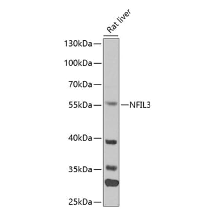 Western Blot - Anti-NFIL3 Antibody (A90489) - Antibodies.com