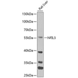 Western Blot - Anti-NFIL3 Antibody (A90489) - Antibodies.com