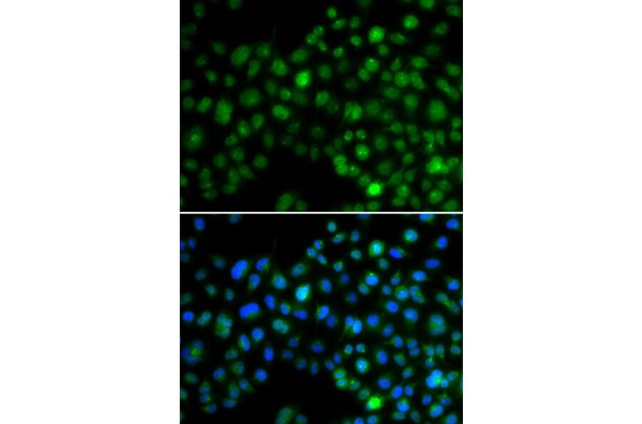 Immunofluorescence - Anti-NFIL3 Antibody (A90489) - Antibodies.com