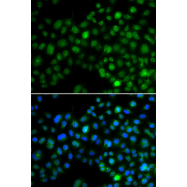 Immunofluorescence - Anti-NFIL3 Antibody (A90489) - Antibodies.com