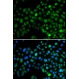 Immunofluorescence - Anti-NFIL3 Antibody (A90489) - Antibodies.com