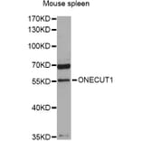 Western Blot - Anti-ONECUT1 Antibody (A9668) - Antibodies.com