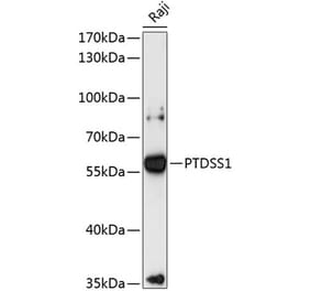Western Blot - Anti-PTDSS1 Antibody (A90494) - Antibodies.com