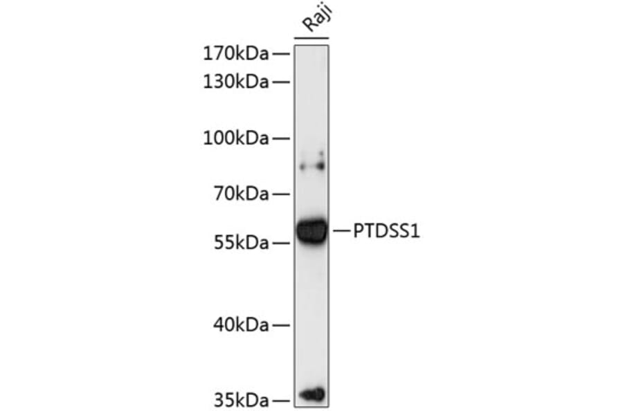 Western Blot - Anti-PTDSS1 Antibody (A90494) - Antibodies.com