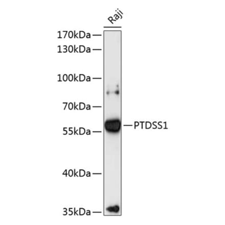 Western Blot - Anti-PTDSS1 Antibody (A90494) - Antibodies.com
