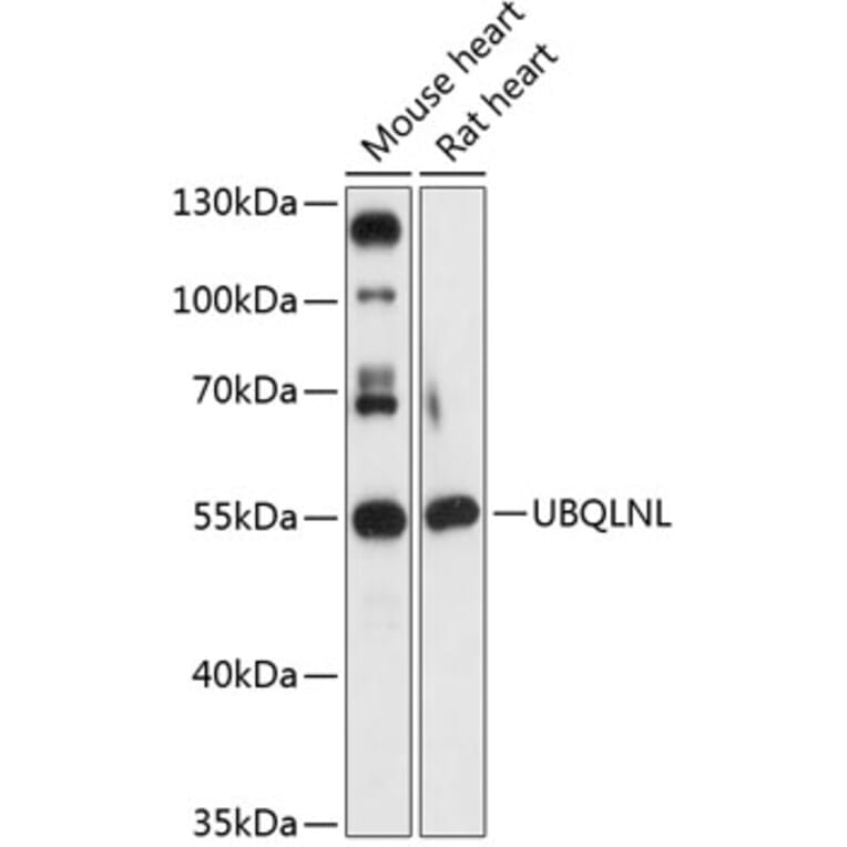 Western Blot - Anti-UBQLNL Antibody (A90496) - Antibodies.com