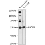 Western Blot - Anti-UBQLNL Antibody (A90496) - Antibodies.com