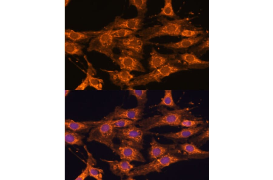 Immunofluorescence - Anti-UBQLNL Antibody (A90496) - Antibodies.com